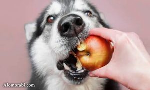 سبزیجات و میوه هایی که سگ ها می توانند بخورند