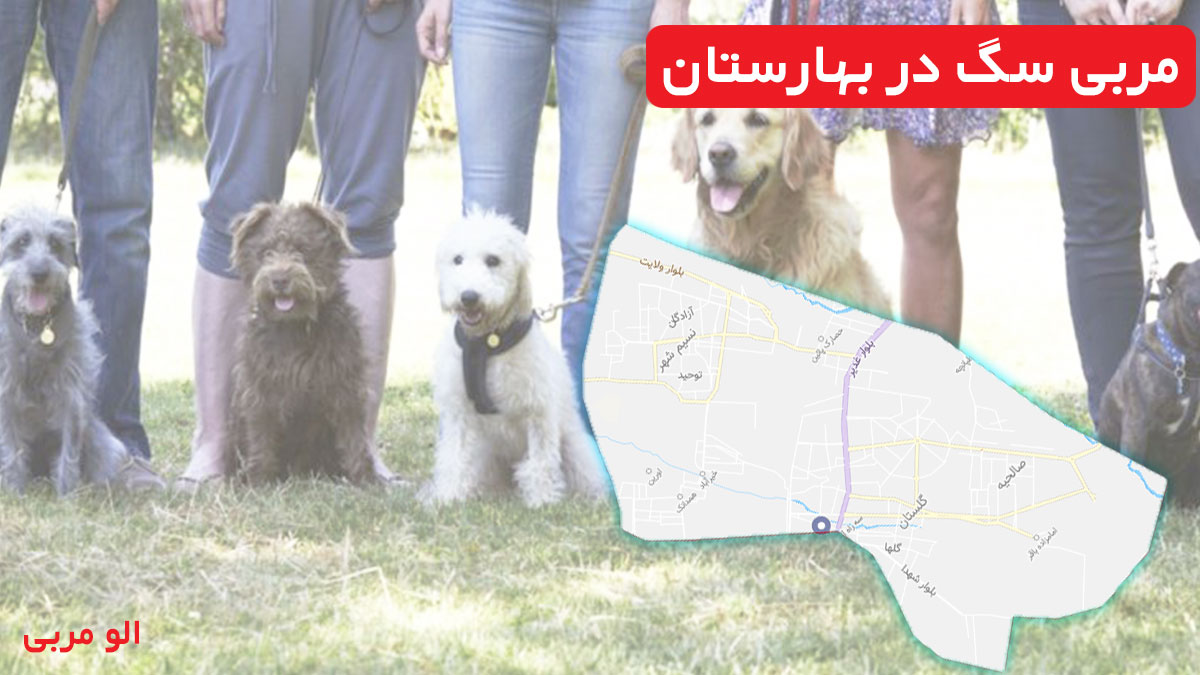 مربی سگ در بهارستان