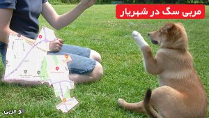 مربی سگ در شهریار