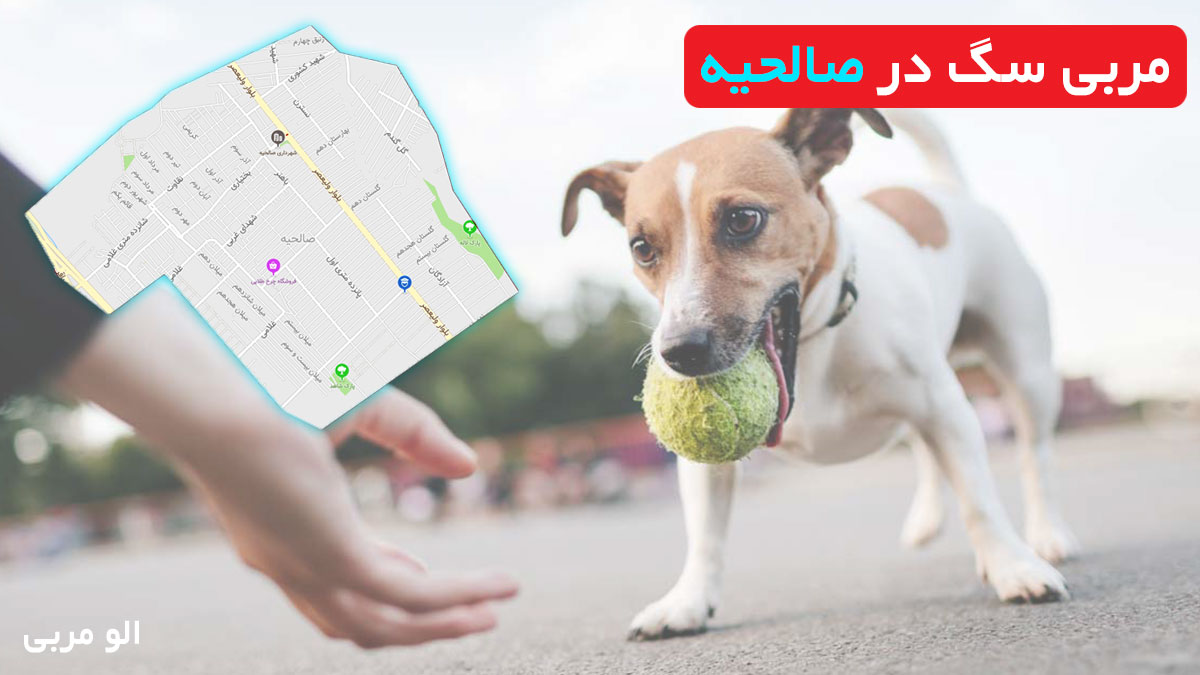 مربی سگ در صالحیه