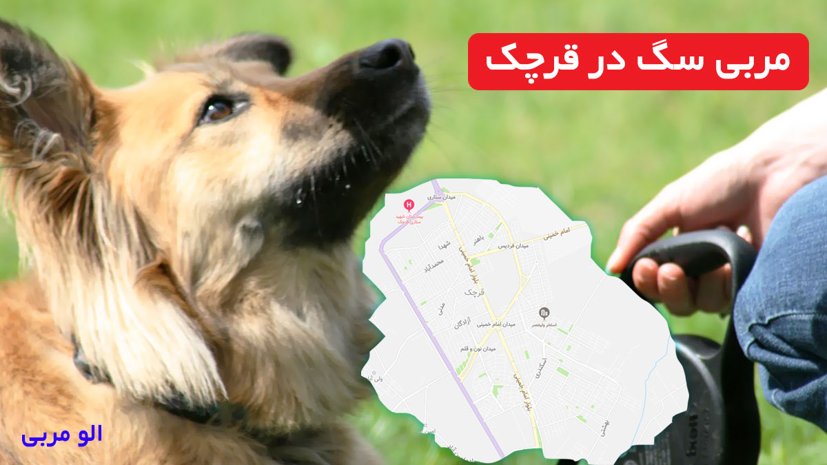مربی سگ در قرچک
