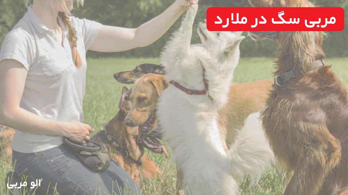 مربی سگ در ملارد