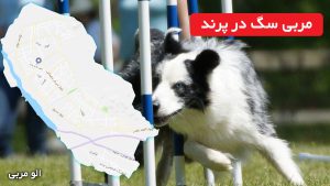 مربی سگ در پرند