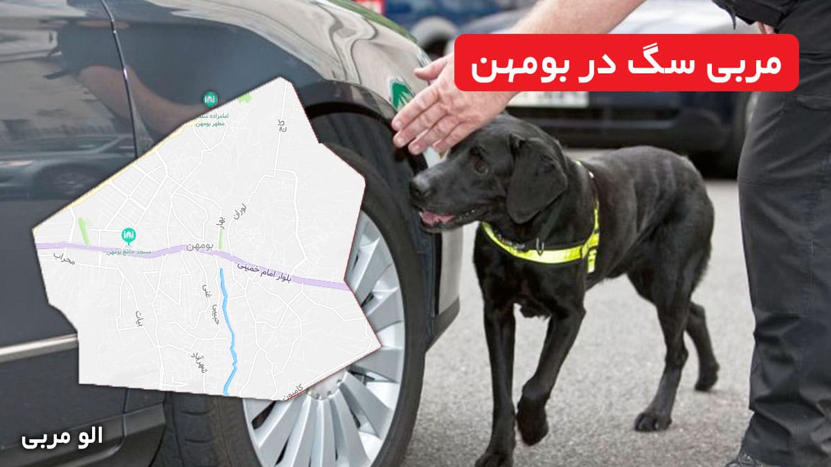 مربی سگ در بومهن