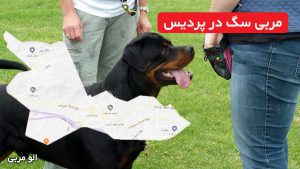 مربی سگ در پردیس