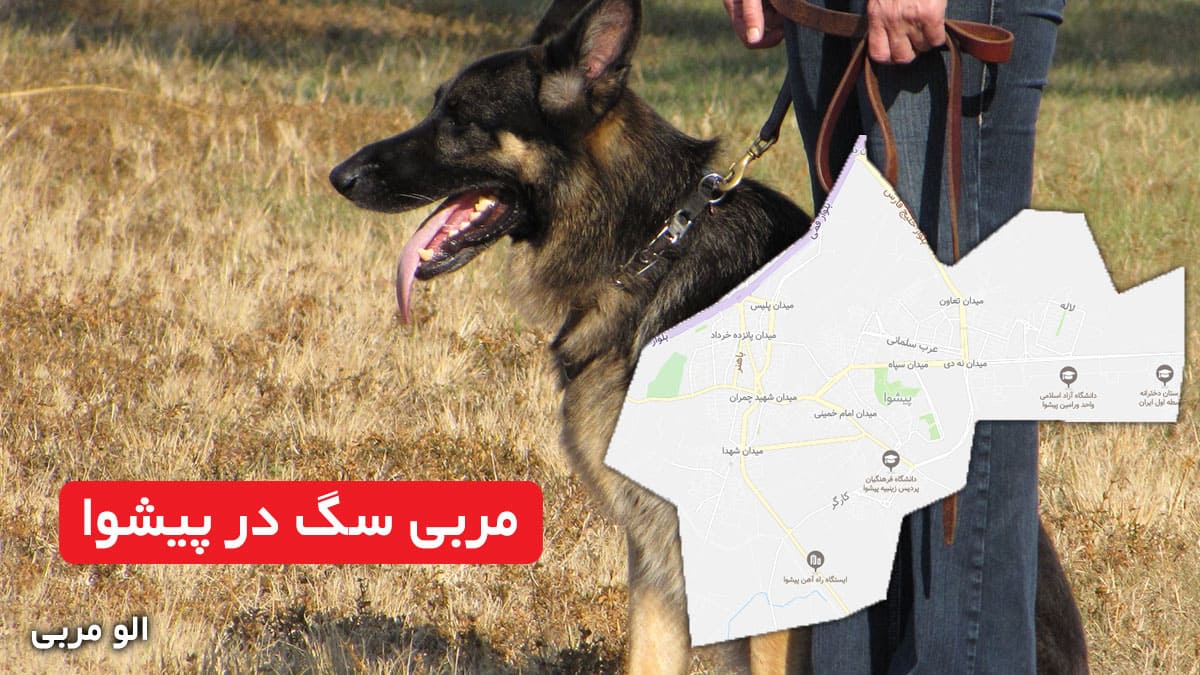 مربی سگ در پیشوا