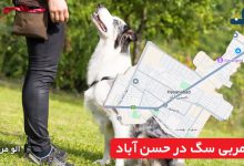 مربی سگ در حسن‌ آباد