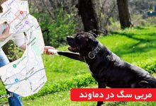 مربی سگ در دماوند