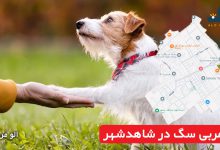 مربی سگ در شاهدشهر