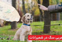 مربی سگ در شمیرانات