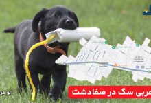 مربی سگ در صفادشت