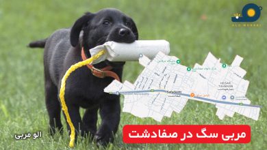 مربی سگ در صفادشت