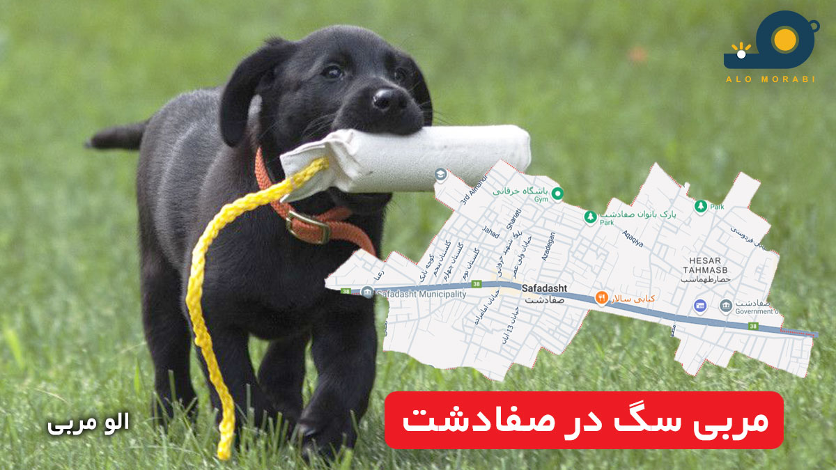 مربی سگ در صفادشت
