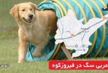 مربی سگ در فیروزکوه
