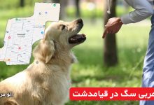 مربی سگ در قیامدشت