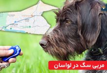 مربی سگ در لواسان