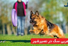 مربی سگ در نصیرشهر