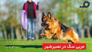 مربی سگ در نصیرشهر