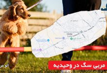 مربی سگ در وحیدیه