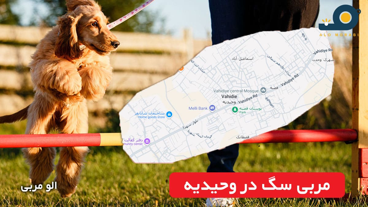 مربی سگ در وحیدیه