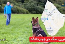 مربی سگ در چهاردانگه