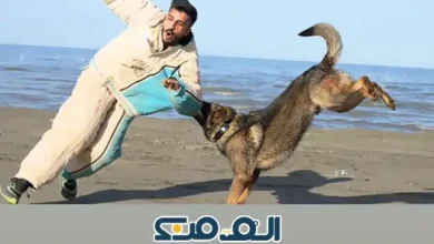 آرین سلطانی