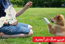 مربی سگ در آبسرد
