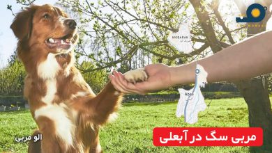 مربی سگ در آبعلی