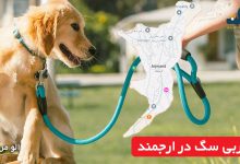 مربی سگ در ارجمند