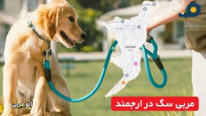 مربی سگ در ارجمند