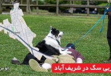 مربی سگ در شریف‌ آباد