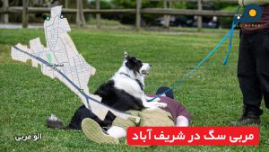 مربی سگ در شریف‌ آباد
