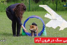 مربی سگ در فرون آباد