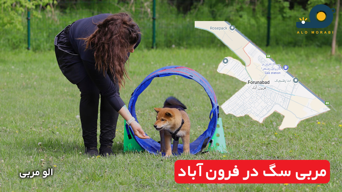 مربی سگ در فرون آباد