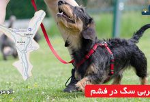 مربی سگ در فشم