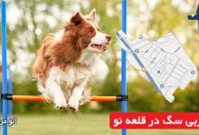 مربی سگ در قلعه نو