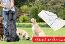 مربی سگ در کهریزک