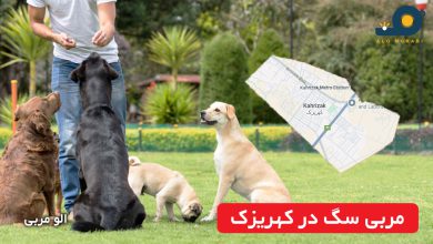 مربی سگ در کهریزک