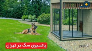 پانسیون سگ در تهران