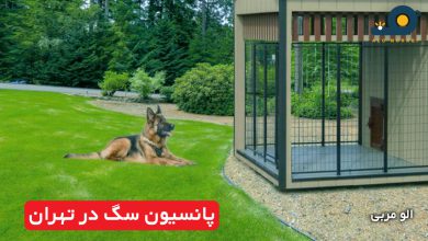 پانسیون سگ در تهران