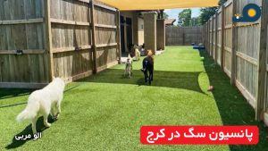 پانسیون سگ در کرج