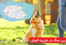 مربی سگ در جزیره کیش