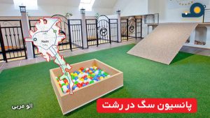 پانسیون سگ در رشت