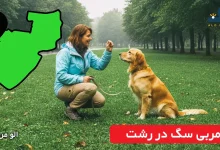 مربی سگ در رشت