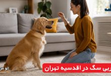 مربی سگ در اقدسیه تهران