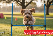 مربی سگ در الهیه تهران