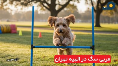 مربی سگ در الهیه تهران