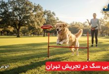 مربی سگ در تجریش تهران