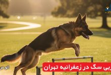 مربی سگ در زعفرانیه تهران
