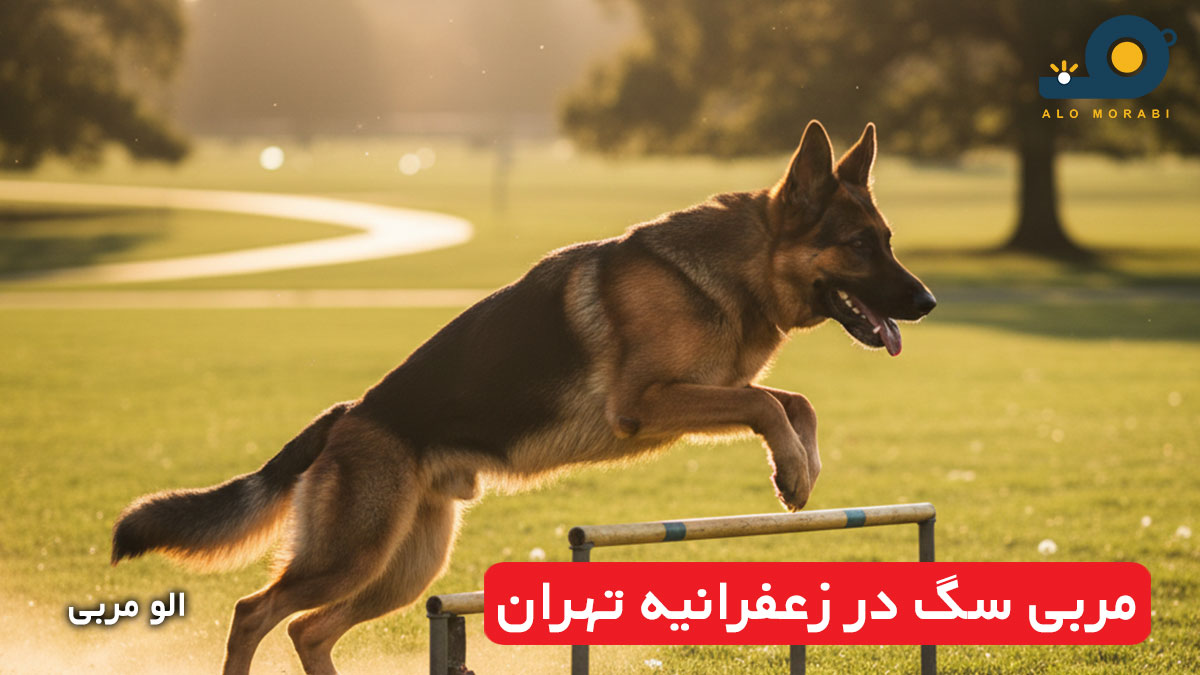 مربی سگ در زعفرانیه تهران